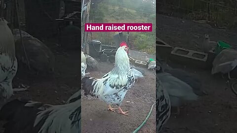 Farm cam. Hand raised rooster ❤️