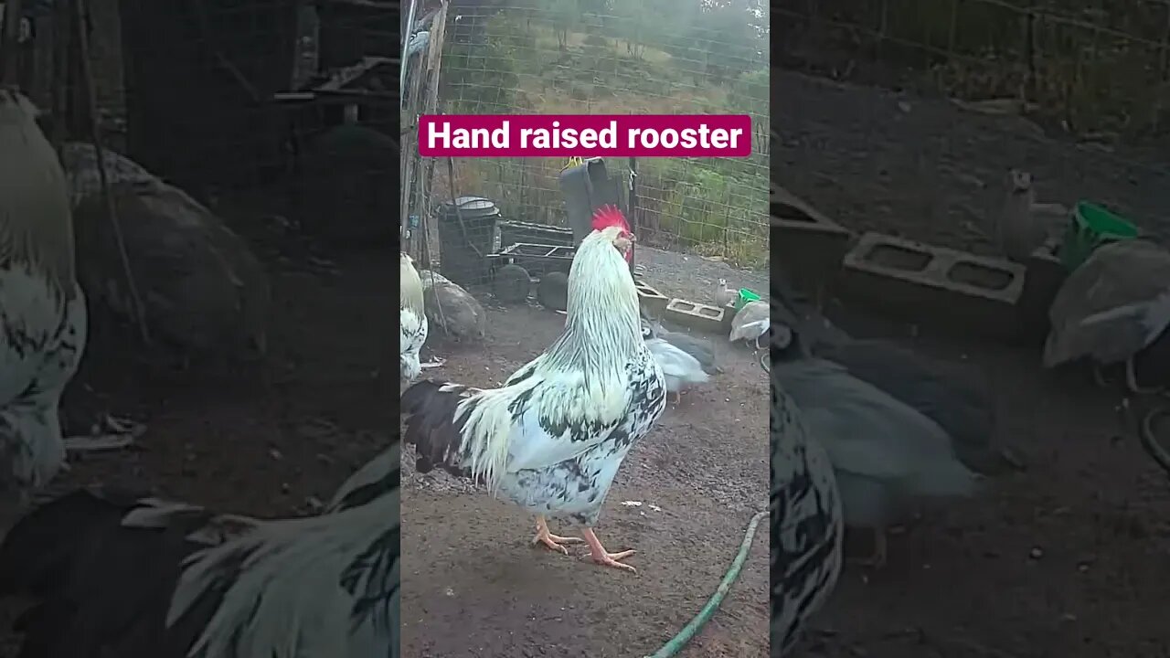 Farm cam. Hand raised rooster ❤️