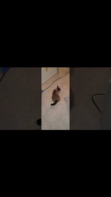 #cat #siamese #playing Cinder July 9th