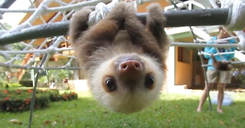 Baby Sloths Being Himself