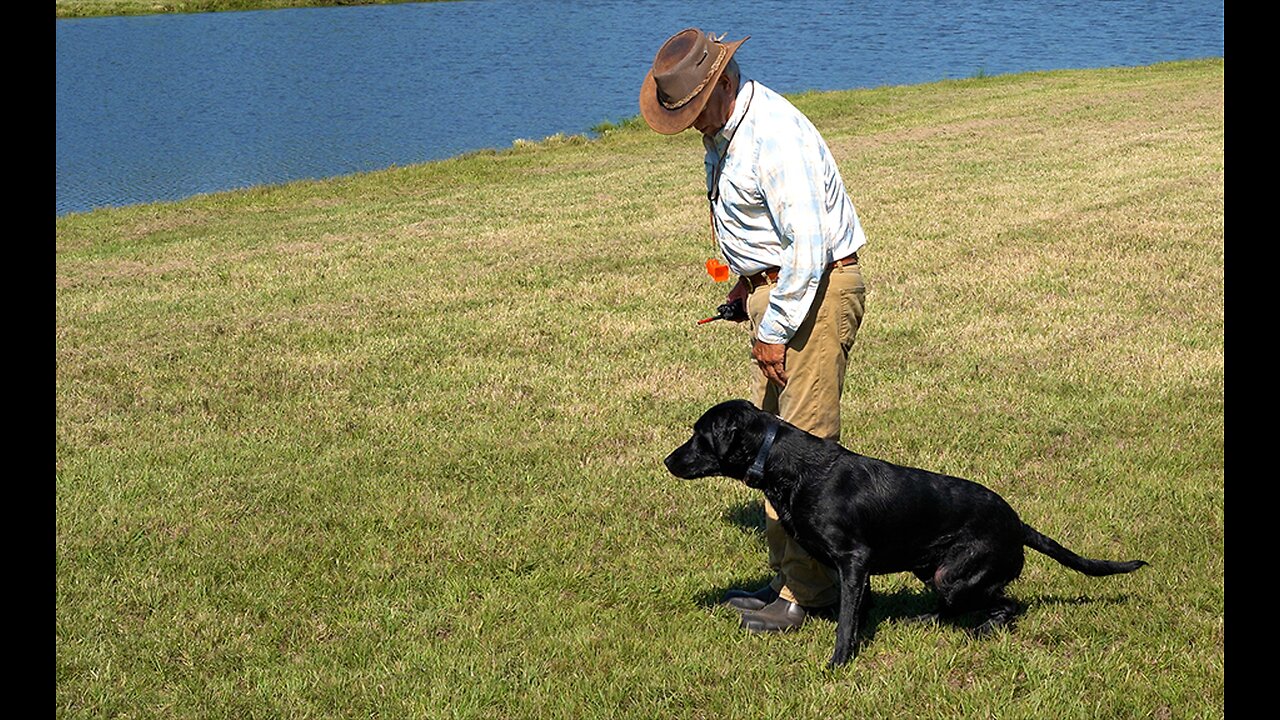 Teaching your dog to look where you want him to look w Bill Hillmann