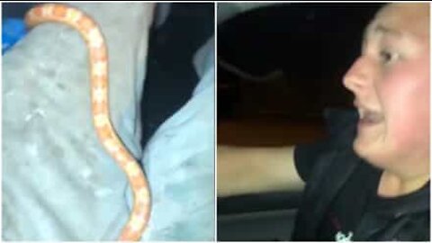 Non si gioca con i serpenti mentre si è alla guida