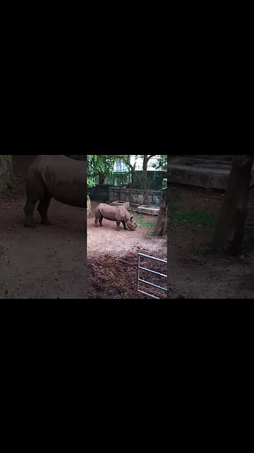 Rhino is looking at me. 😁