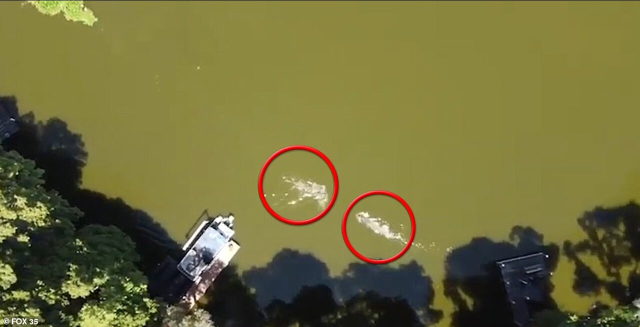 man is attacked by alligator in Florida lake