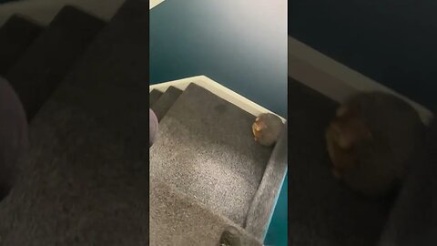 Good dog helps blind owner down the stairs #shorts #dog #love