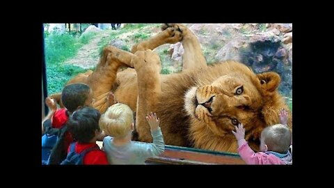 Funny Animal Videos - Funniest situation Of Animals - Must Watch....