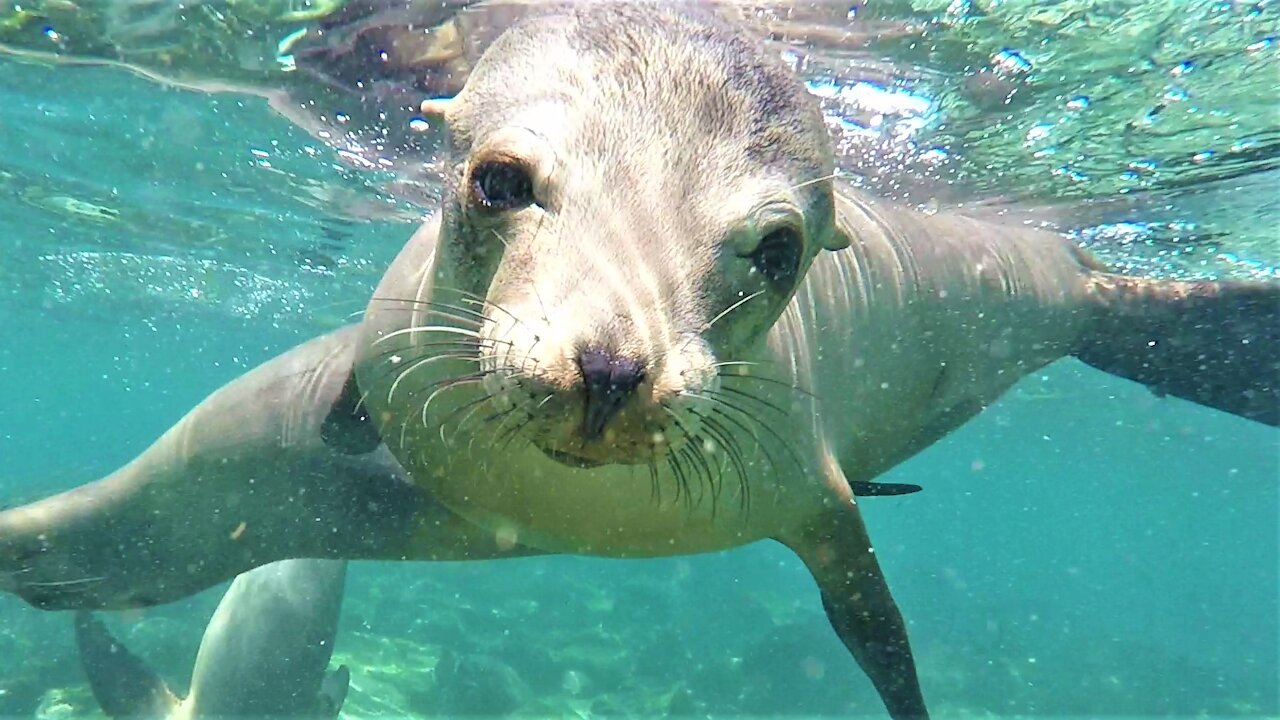 These sea lion babies are having an incredible playtime on the pier