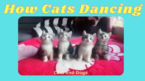 How cats dancing