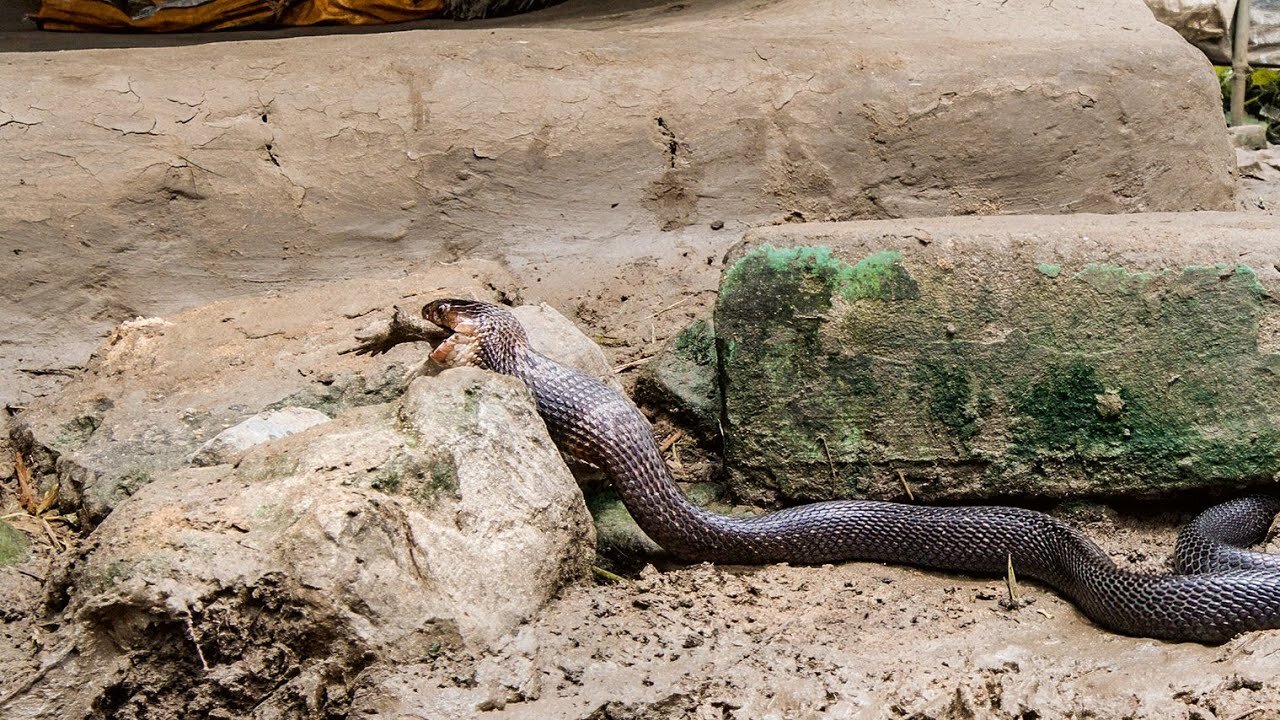 Cobra vs Toad