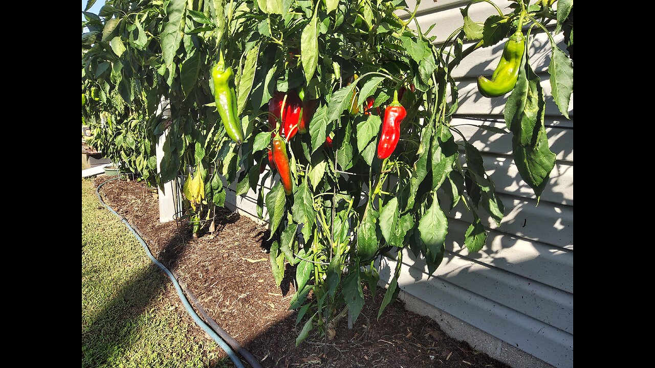 5th Giant Marconi Pepper Harvest 10/4/24