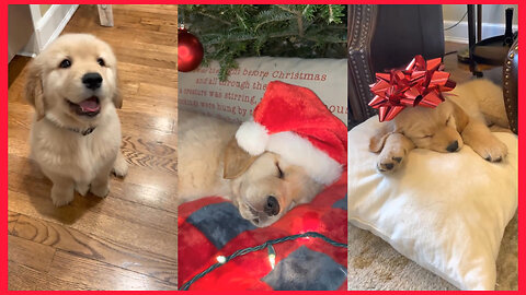 This Adorable Labrador Puppy Will Melt Your Heart | Cute Santa