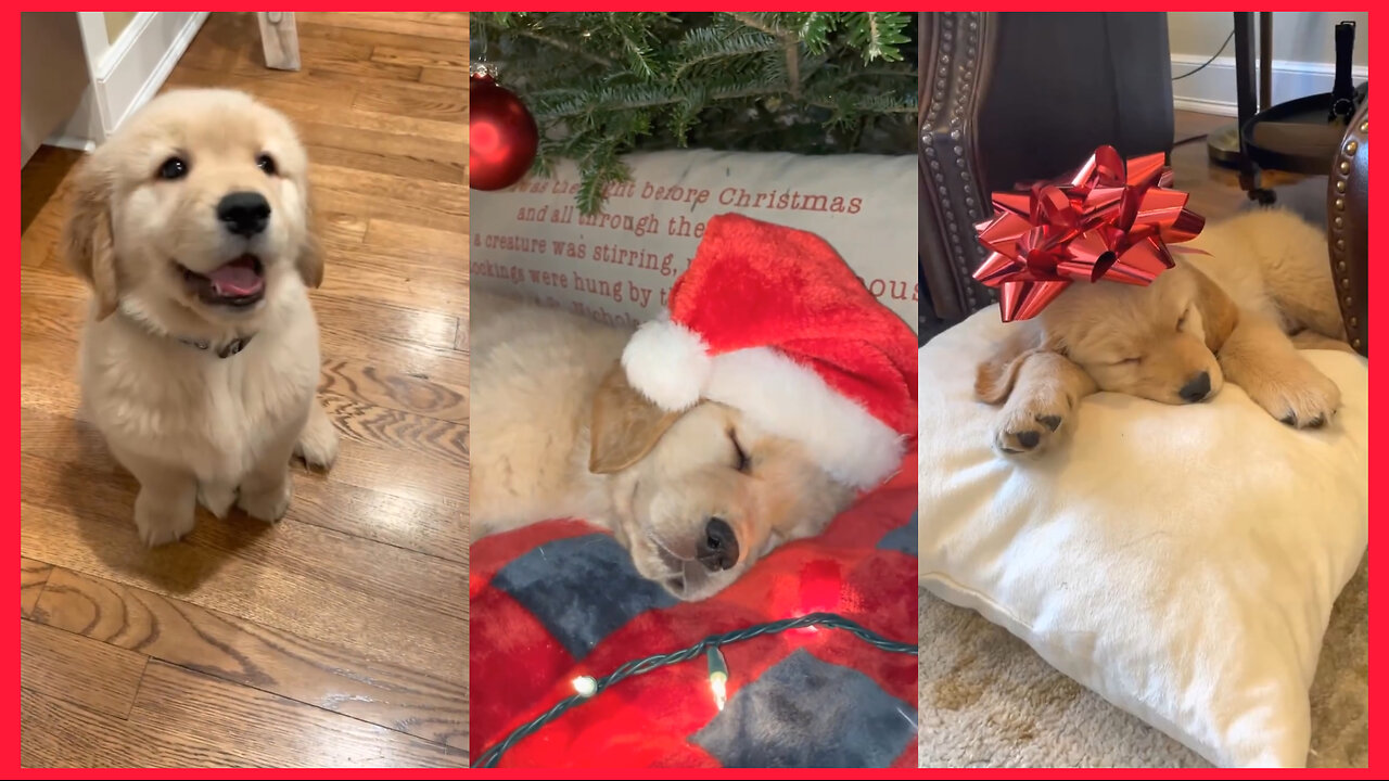 This Adorable Labrador Puppy Will Melt Your Heart | Cute Santa