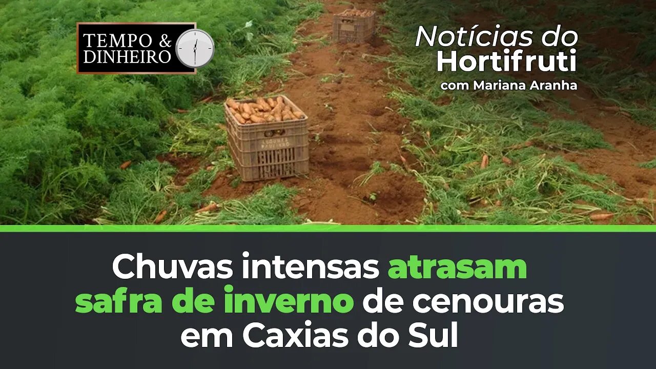 Forte chuvas atrasam a safra de inverno de cenouras em Caxias do Sul.