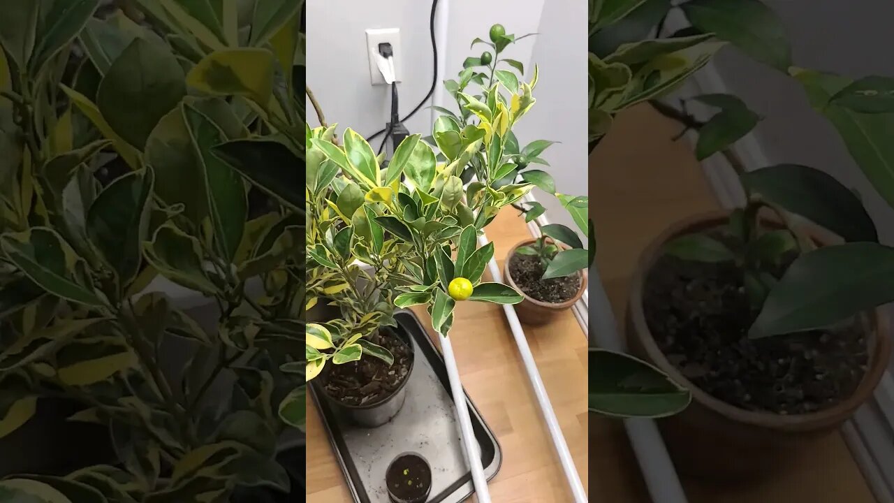 what citrus do I have now ,, this video is for citrus fanatics a fellow youtuber