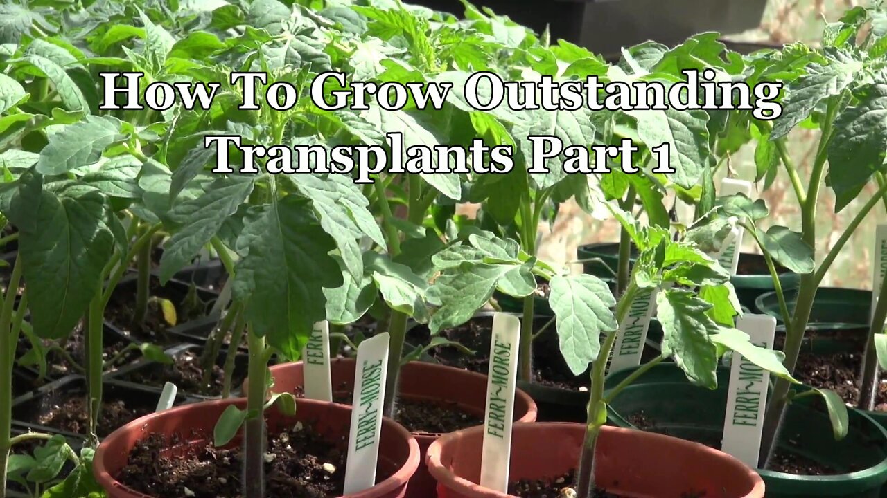 Growing Outstanding Transplants