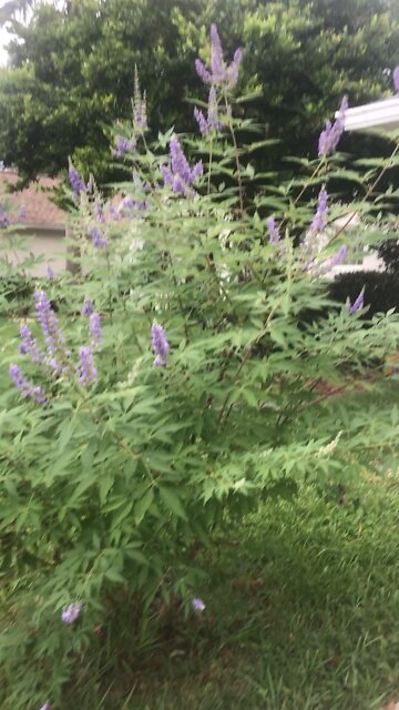 Vitex Chaste berry harvest progesterone naturally