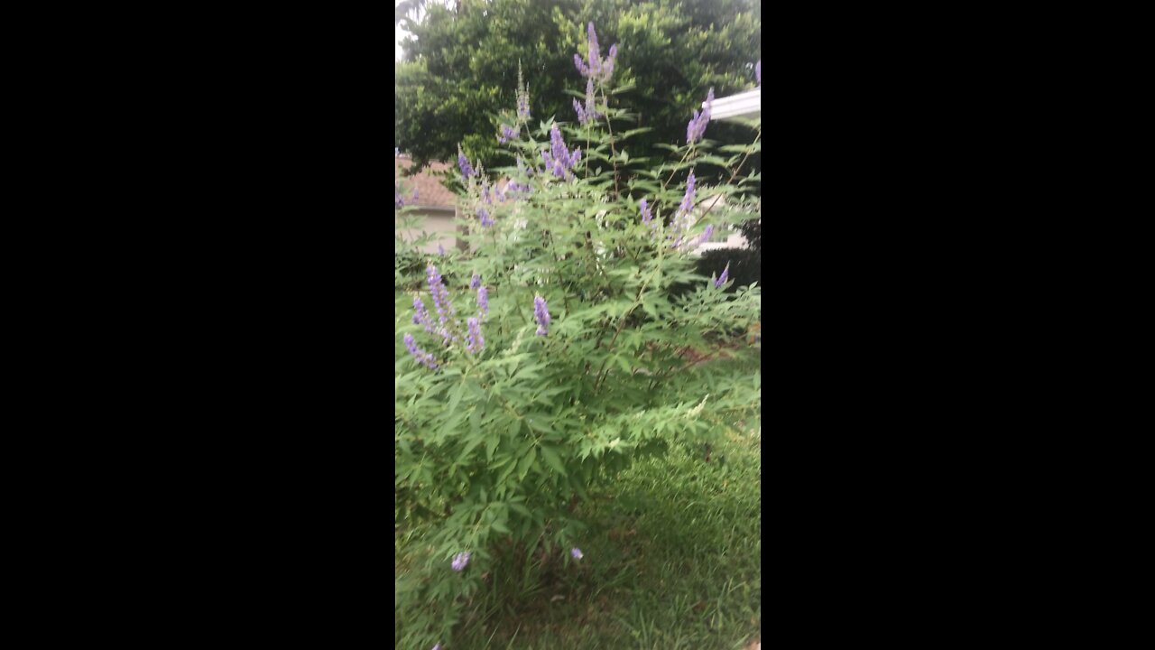 Vitex Chaste berry harvest progesterone naturally