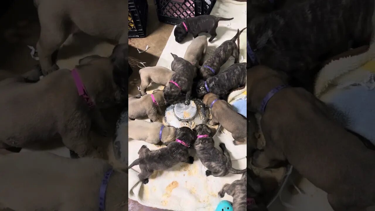 Finny litter learning to eat out of bowl 7-18-23