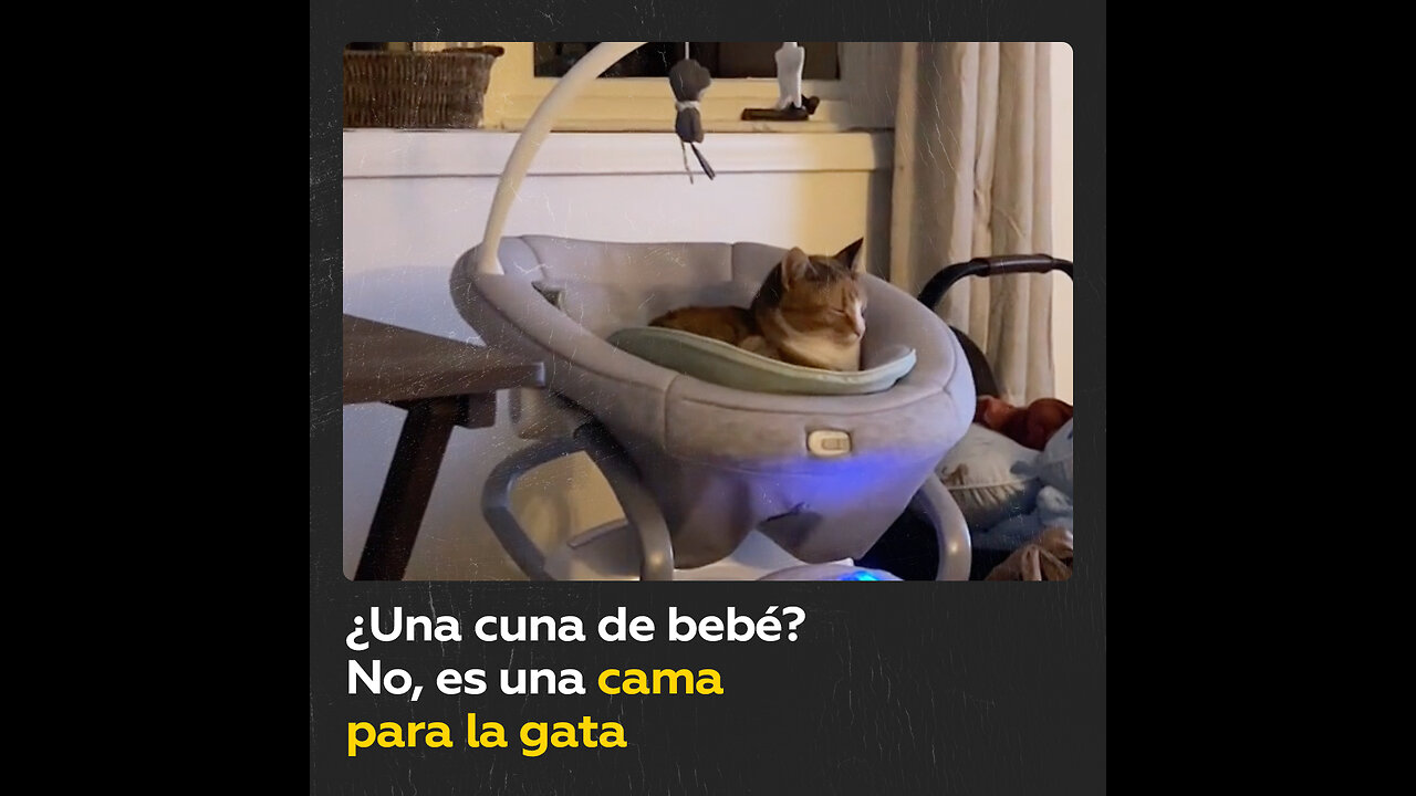 Compran una cuna para su bebé pero la acaba usando la gata