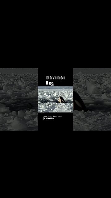 Antarctica - Killer Whales - Davinci Super Scale & Color Correction