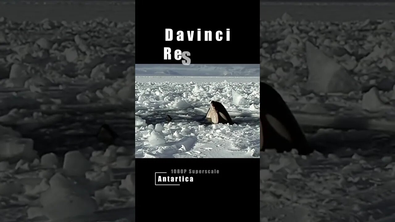 Antarctica - Killer Whales - Davinci Super Scale & Color Correction