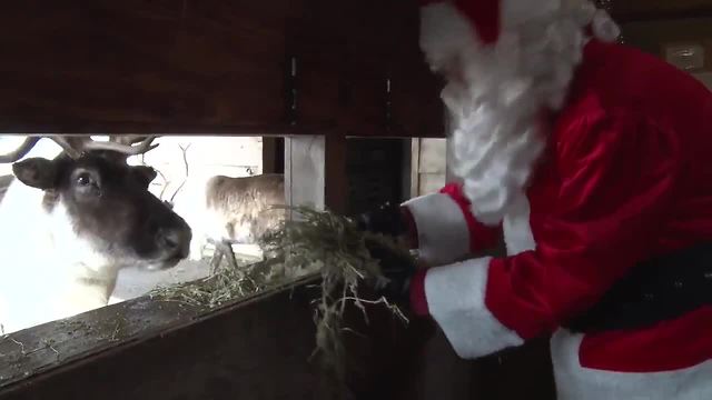 Santa checks on the caribou