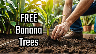 Get FREE Banana Trees and Grow Your Own