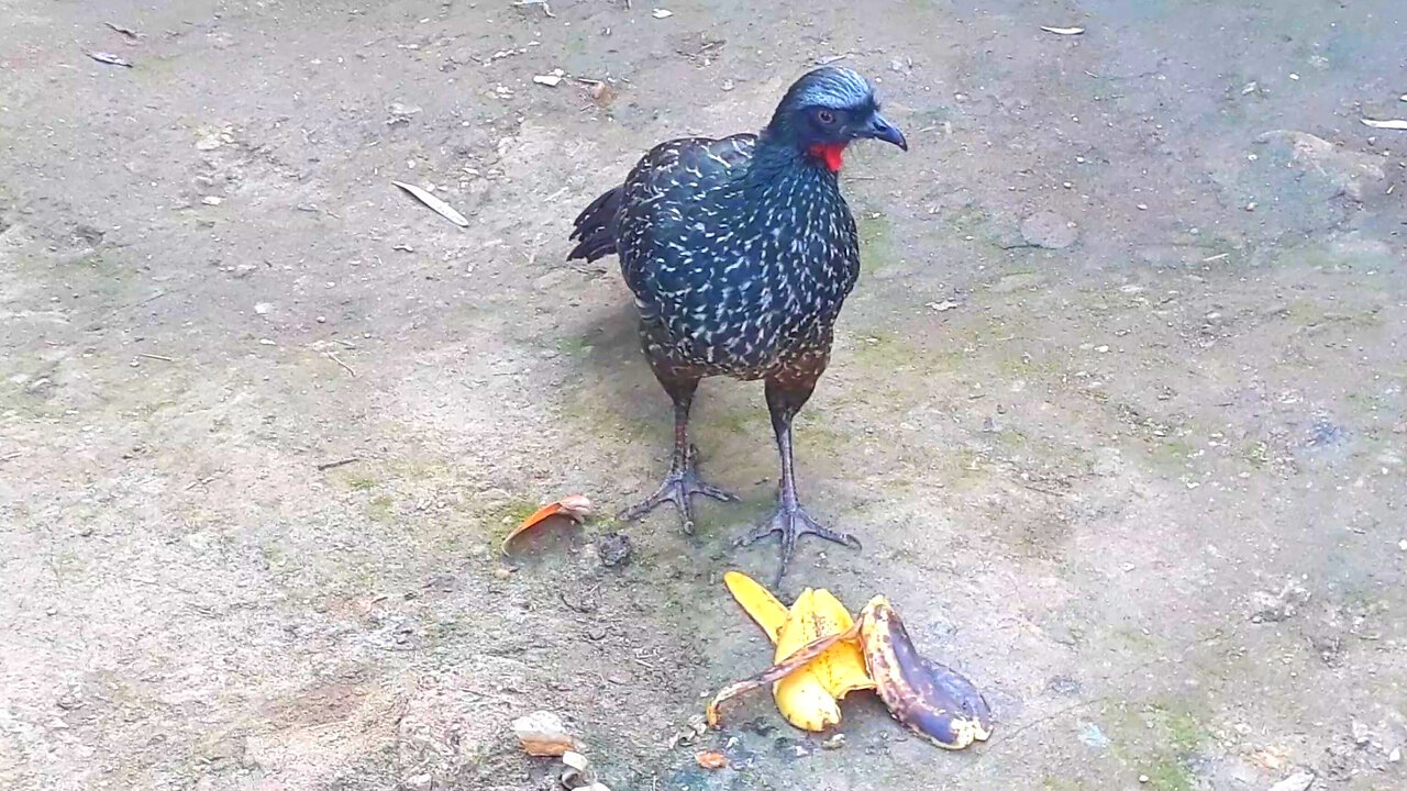 Jacu Caminhando na Terra: Um Passeio Tranquilo