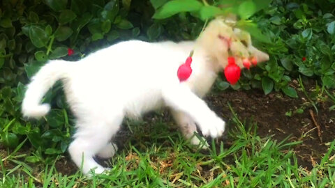 Playing with a Flowering Plant by a White Kitten