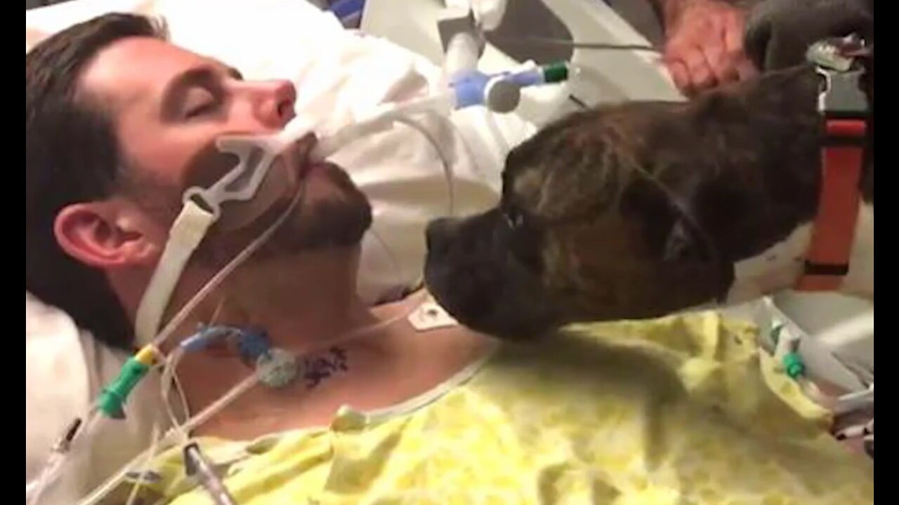 Dog says goodbye to owner on his death | Heartbreaking