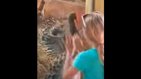 N&Z Play with the Leopard