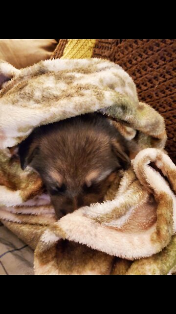 Baby Jackson 8 week old pup