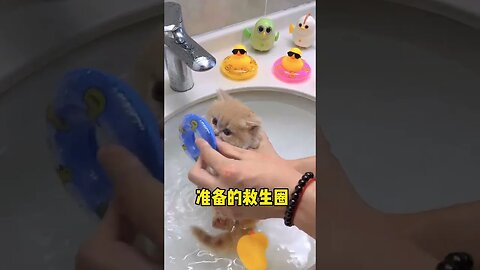 Bathing a cute cat #animals #funny #shorts #ytshorts #cats #dogs #pets #perros #gatos #猫