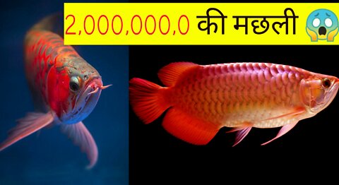 दुनिया की सबसे महंगी FISH !! Amezing Fact!! 🤔