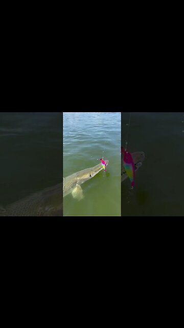 Tackle Industries Super Cisco lands A Giant