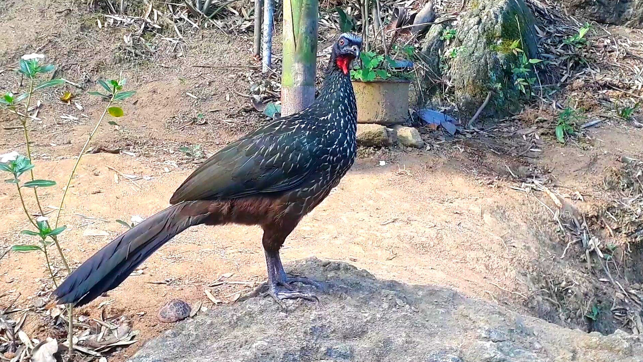 O Jacu no Alto da Pedra: Observando Isso capta a cena e desperta curiosidade sobre jacu