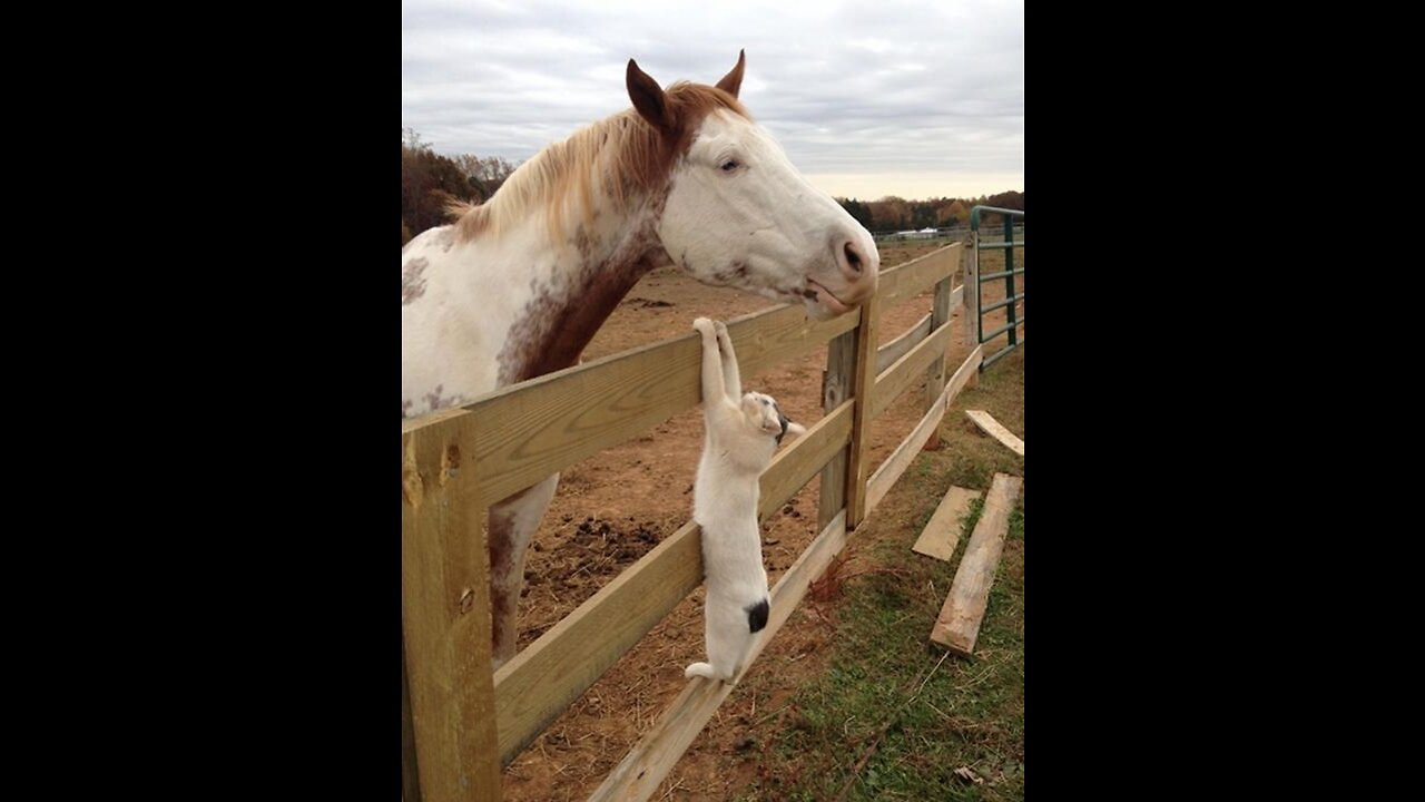 Best Funny Animal Videos 🤣 - Funny Wild And Farm Animals Videos 🐴🦍