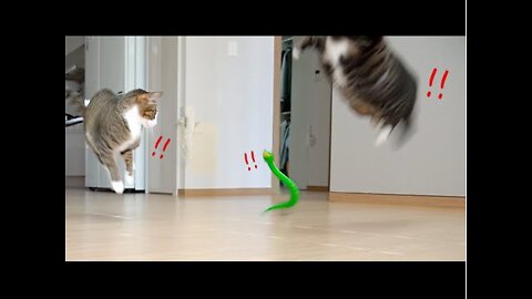 The funny reaction of cats