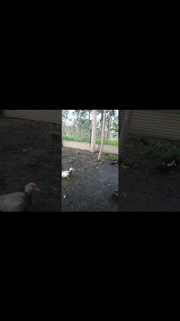 Wild Ducks in the pen with the Muscovy Ducks 21st March 2023
