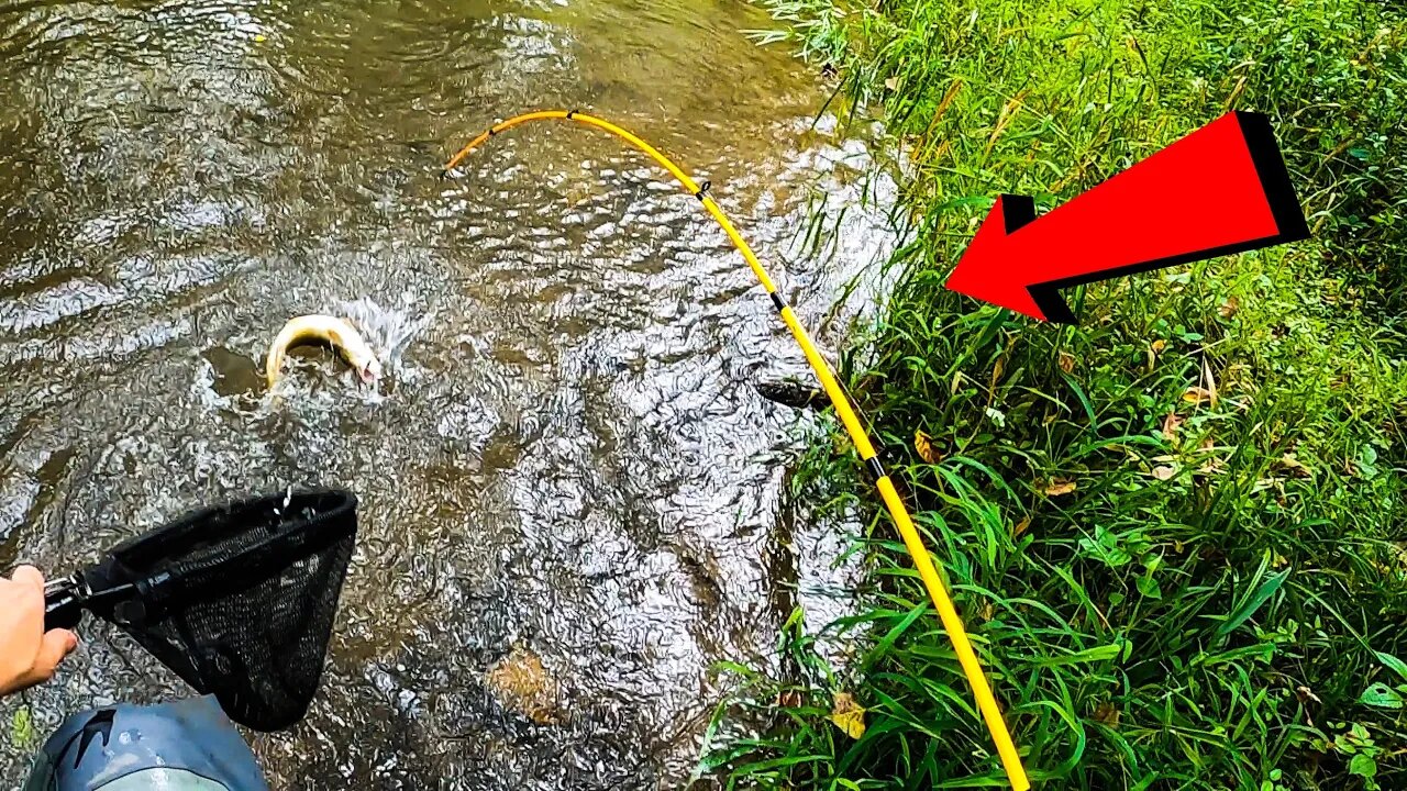 SPIN Fishing for Beautiful BROOK and BROWN Trout