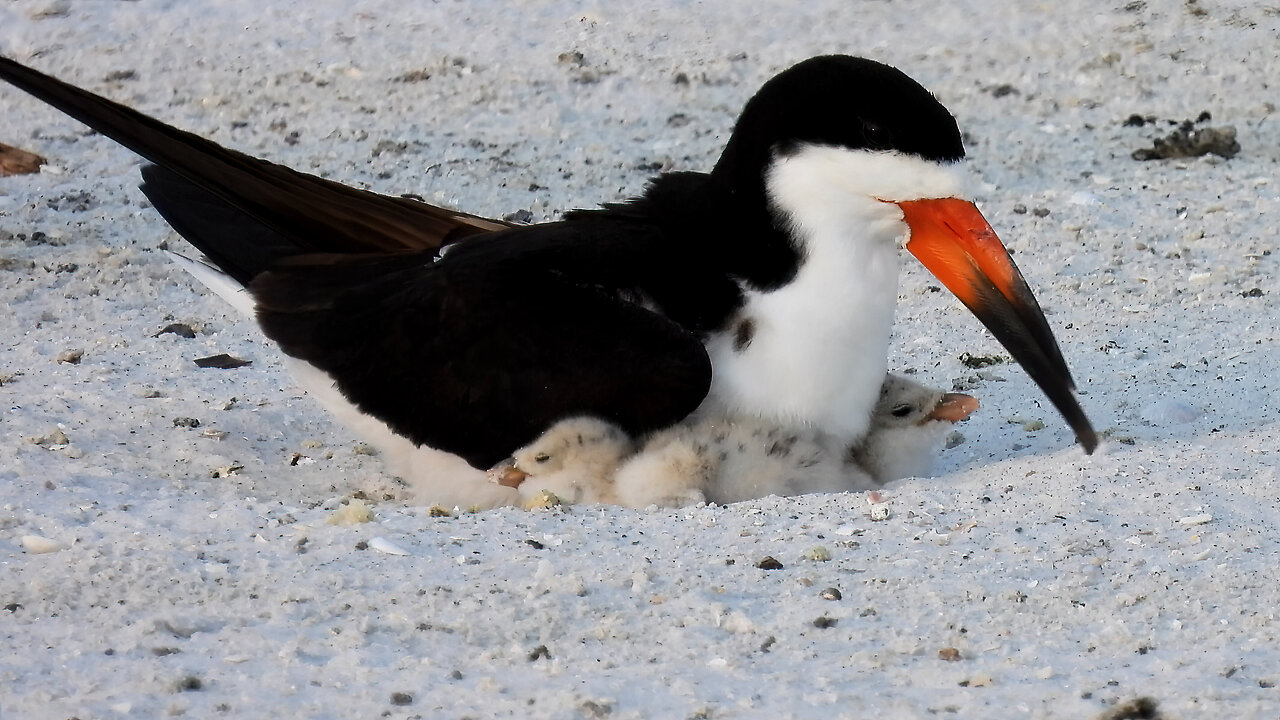 Black Skimmers With 2 Chicks