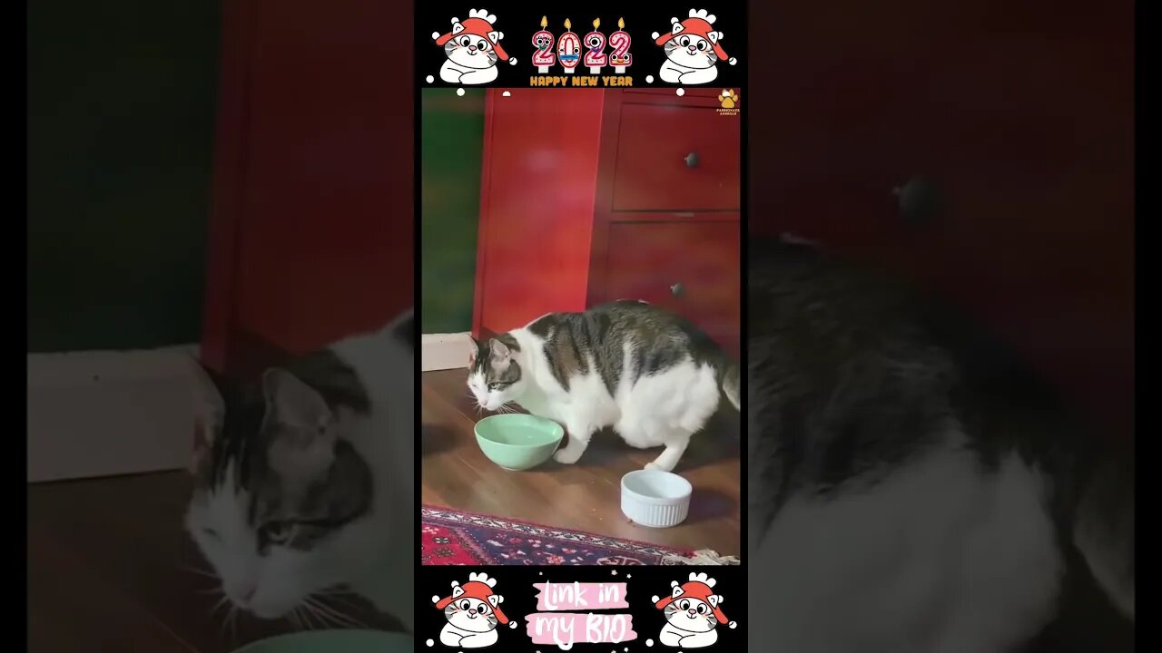 25_😂😹😂 Cute Animals For When You Are Stressed 😂😹😂 (2022)