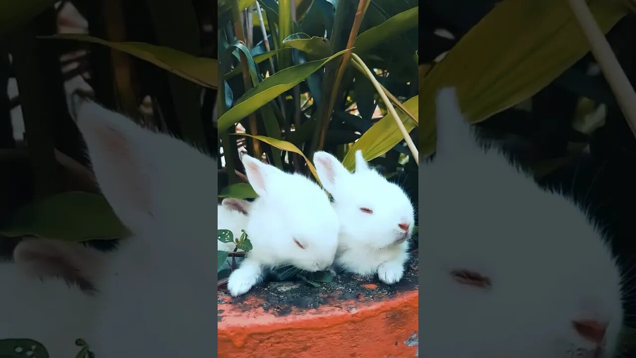 🌿Cute Rabbits 🐇🐇 pets lover🌿