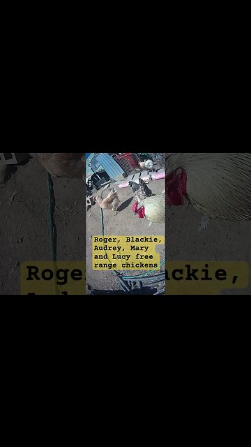 Free range hens and roosters