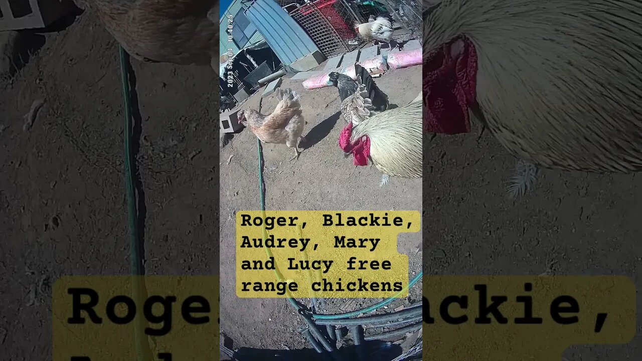 Free range hens and roosters