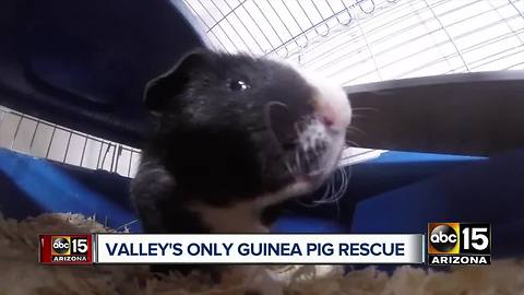 Casa Grande woman transforms apartment into guinea pig rescue