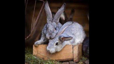 lapin et l'amour