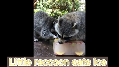 I saw a little raccoon by chance today for dinner.