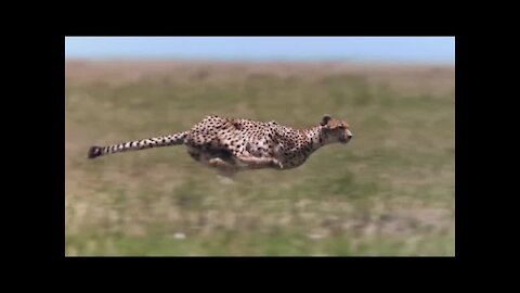 Cheetah speed | Hunting