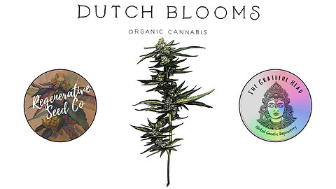 Dutch Blooms